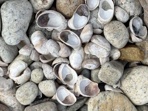 seachells in February at Allens Pond Wildlife Sanctuary in southeast MA