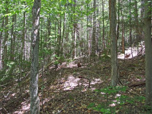 woods at Ames Hill in southern New Hampshire