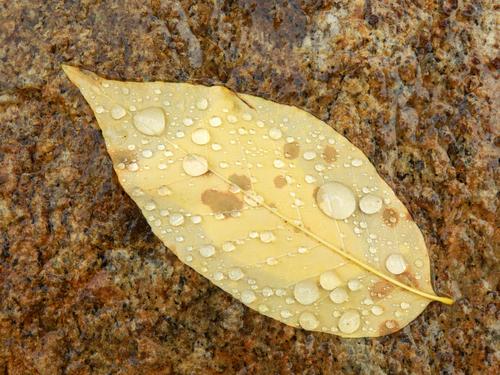 artful leaf at Andres Institute of Art in New Hampshire