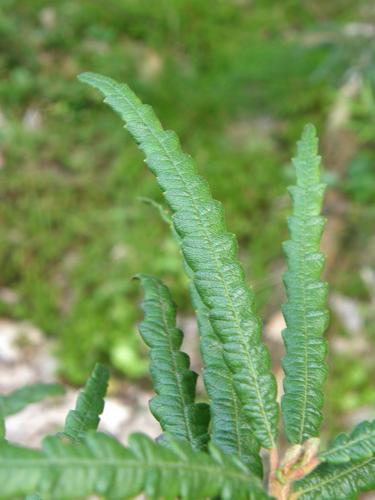 Sweet Fern (Comptonia peregrina)