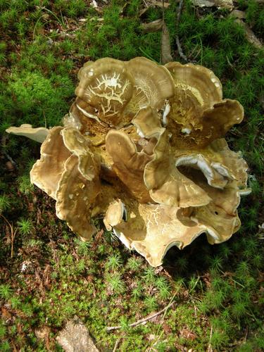 Crested Polypore (Albatrellus cristatus)