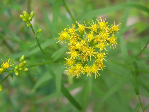 Lance-leaved Goldenrod (Solidago graminifolia)