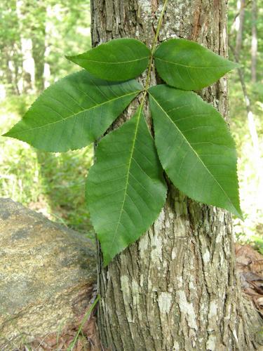 Shagbark Hickory (Carya ovata)