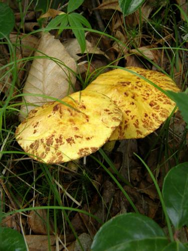 American Slippery-cap (Suillus americanus))