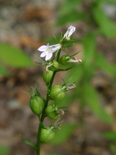 Indian Tobacco (Lobelia inflata)