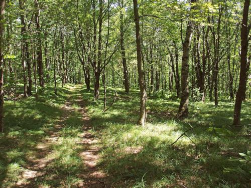 trail at Antone Mountain in southwest Vermont