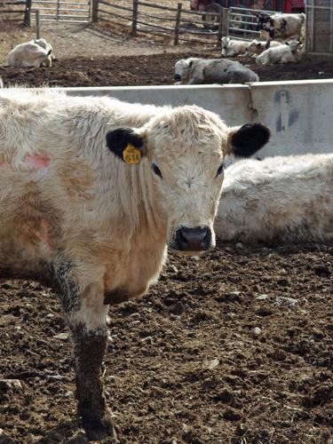 Jersey cow at Appleton Farms in northeastern Massachusetts