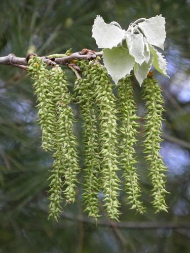 Bigtooth Aspen (Populus grandidentata)