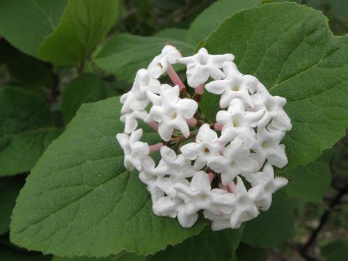 Bitchio Viburnum