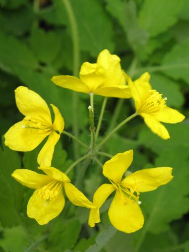 Celandine
