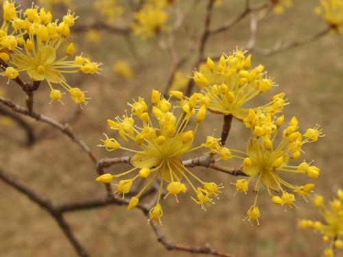 Chinese Witch Hazel (Hamamelis mollis 'Princeton Gold')