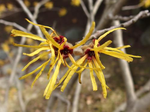 Chinese Witch Hazel