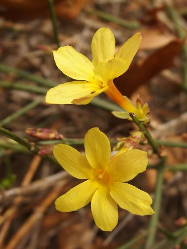 Winter Jasmine (Jasminum nudiflorum) at the Arnold Arboretum in Massachusetts