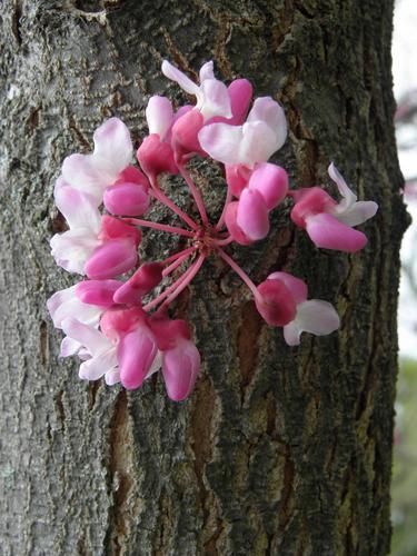 Eastern Redbud (Cercis canadensis)