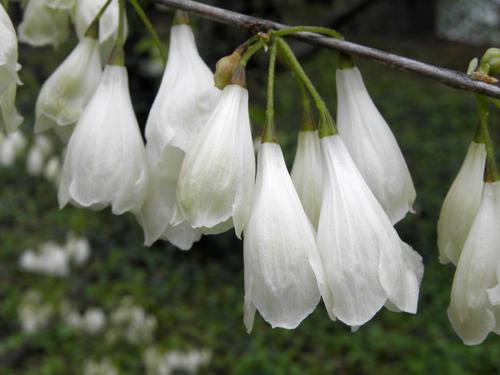 Mountain Silverbell (Halesia tetraptera var. monticola)