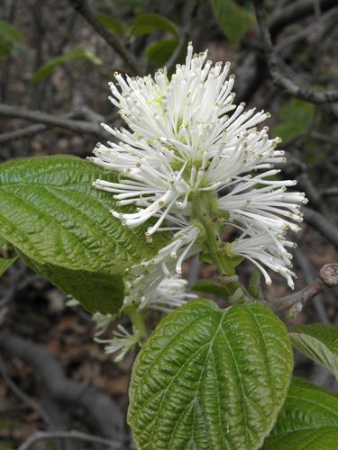 Mountain Witch Hazel (Fothergilla Major)