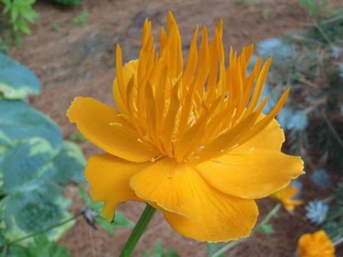 Golden Queen Trollius