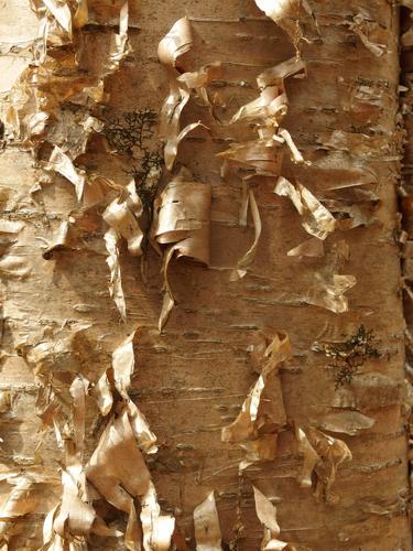 Yello Birch bark at Ashland Town Forest in eastern Massachusetts