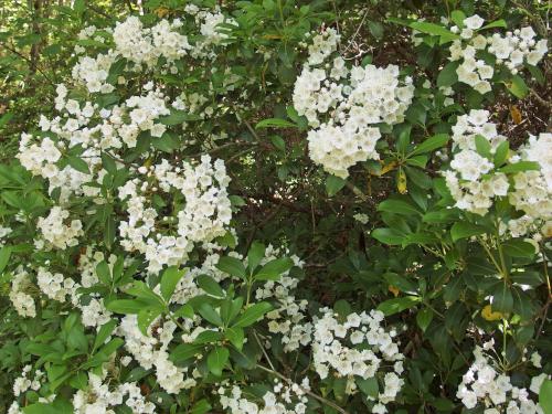 Mountain Laurel in June alongside the Asnebumskit Ridge Trail near Paxton MA