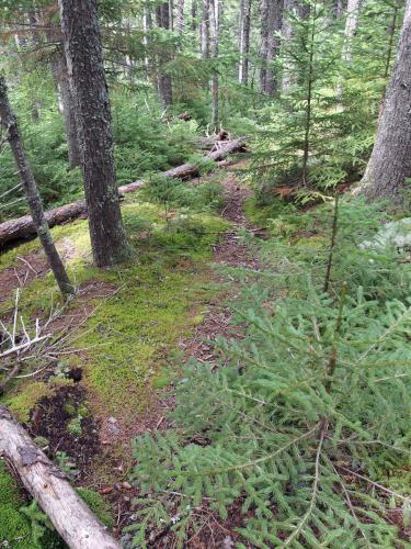 meager path at Little Attitash Mountain in New Hampshire