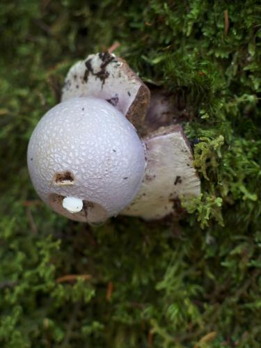 mushroom on Little Attitash Mountain in New Hampshire