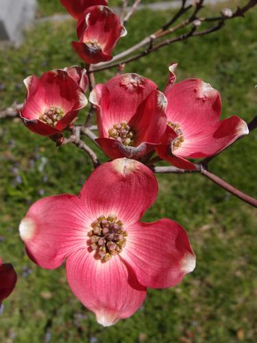 Flowering Dogwood