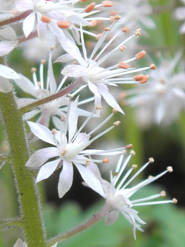 Cygnet Foamflower (Tiarella 'Cygnet')