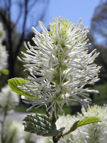 Dwarf Witch-alder