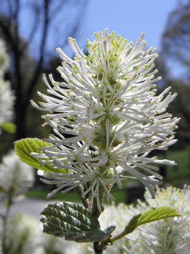 Dwarf Witch-alder (Fothergilla gardenii)