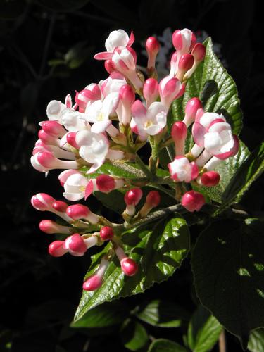 Mohawk Viburnum (Viburnum x burkwoodii 'Mohawk')