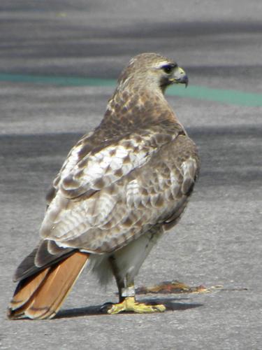 Red-tailed Hawk (Buteo jamaicensis)