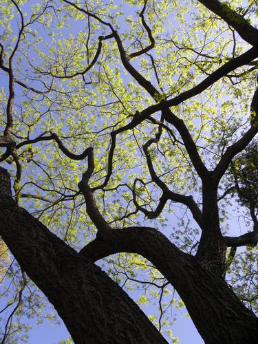 tree at Mount Auburn Cemetery in Massachusetts