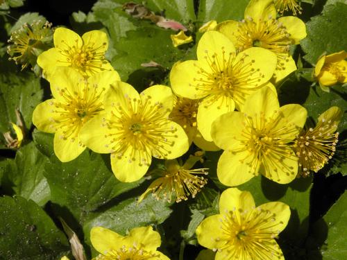 Barren Strawberry (Waldsteinia ternata)