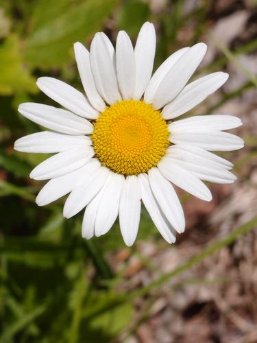 Oxeye Daisy