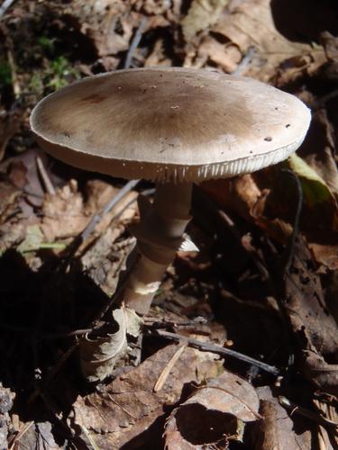 Deer Mushroom (Pluteus cervinus)