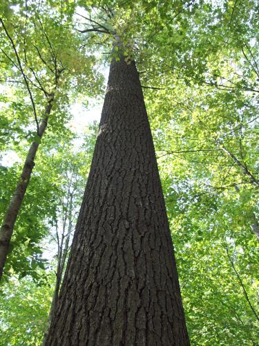 huge White Pine in September at Bald Mountain in southern Vermont