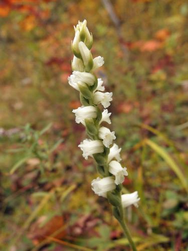 Nodding Ladies Tresses (Spiranthes cernua)