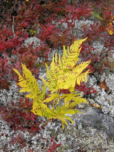 fall foliage color on Baldface Mountain in New Hampshire