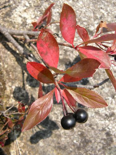Black Chokeberry