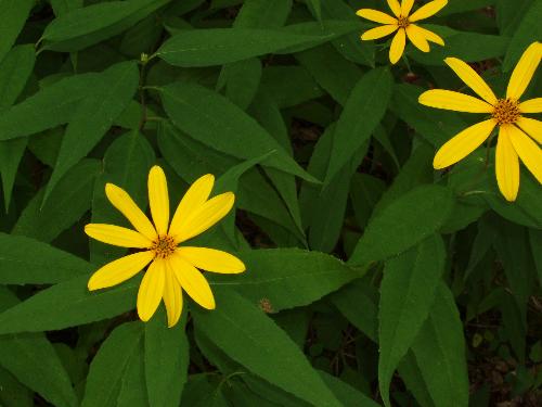 Woodland Sunflower