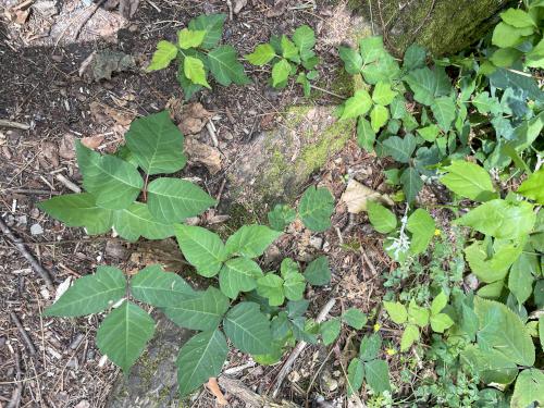 Poison Ivy in July at Bartholomew's Cobble in southwestern Massachusetts