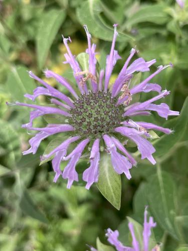 Wild Bergamot