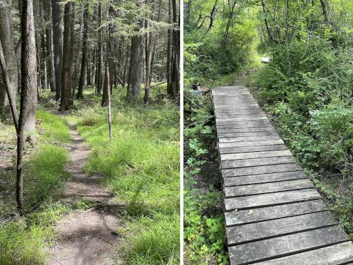 Tulip Tree Trail in July at Bartholomew's Cobble in southwestern Massachusetts