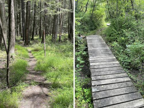 Tulip Tree Trail in July at Bartholomew's Cobble in southwestern Massachusetts