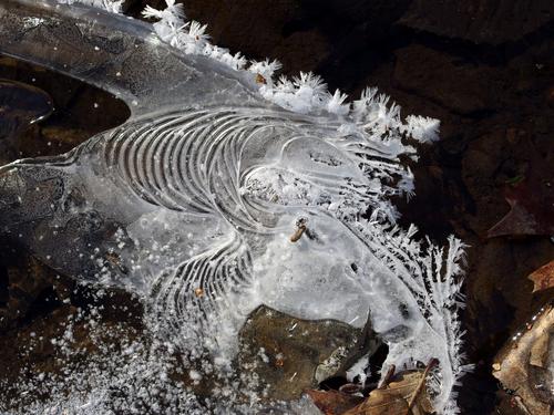 a fine example of nature's abstract art in January on the trail to Bassett Hill in southwestern New Hampshire