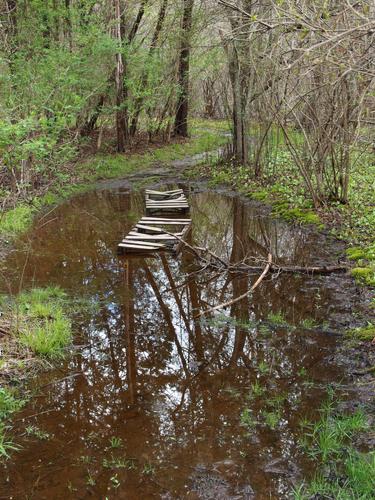 trail at Bay Farm Conservation Area in eastern Massachusetts