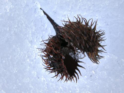 burr of American Beech (Fagus grandifolia)