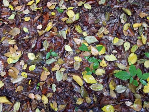 early leaf fall on Beals Knob at Pisgah State Park in southwestern New Hampshire