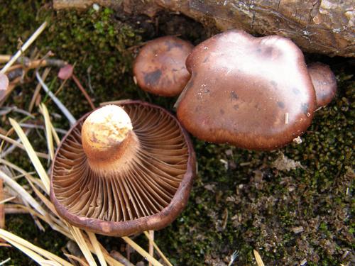 probably: Pine Spike (Chroogomphus vinicolor)
