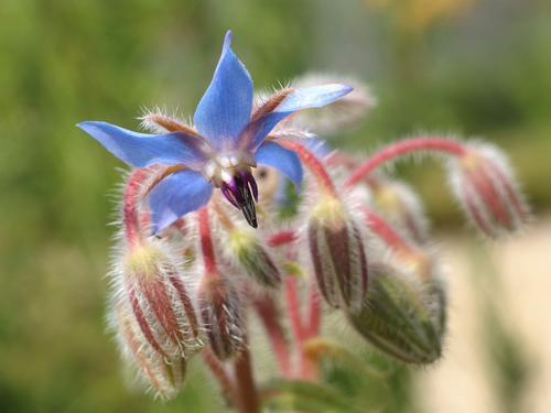 Borage